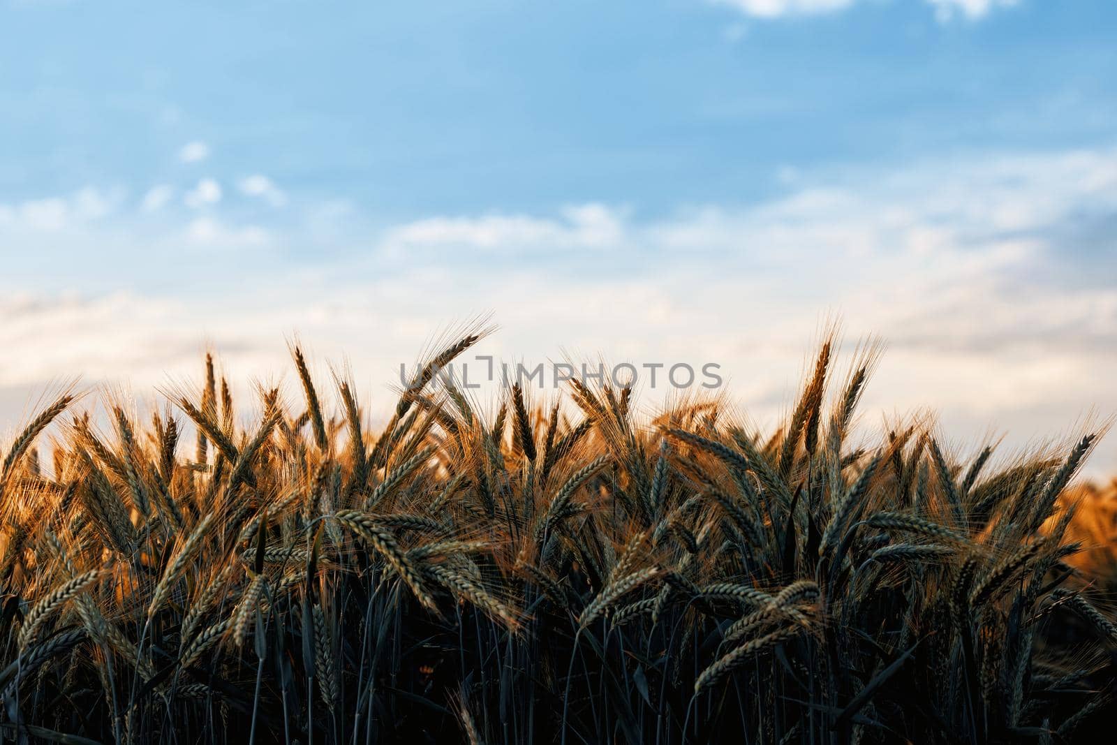 Wheat in the rays of dawn. Ears of wheat ripen in the field. Wheat field, agriculture, agricultural background. Ecological clean food, food safety. Green wheat fields.