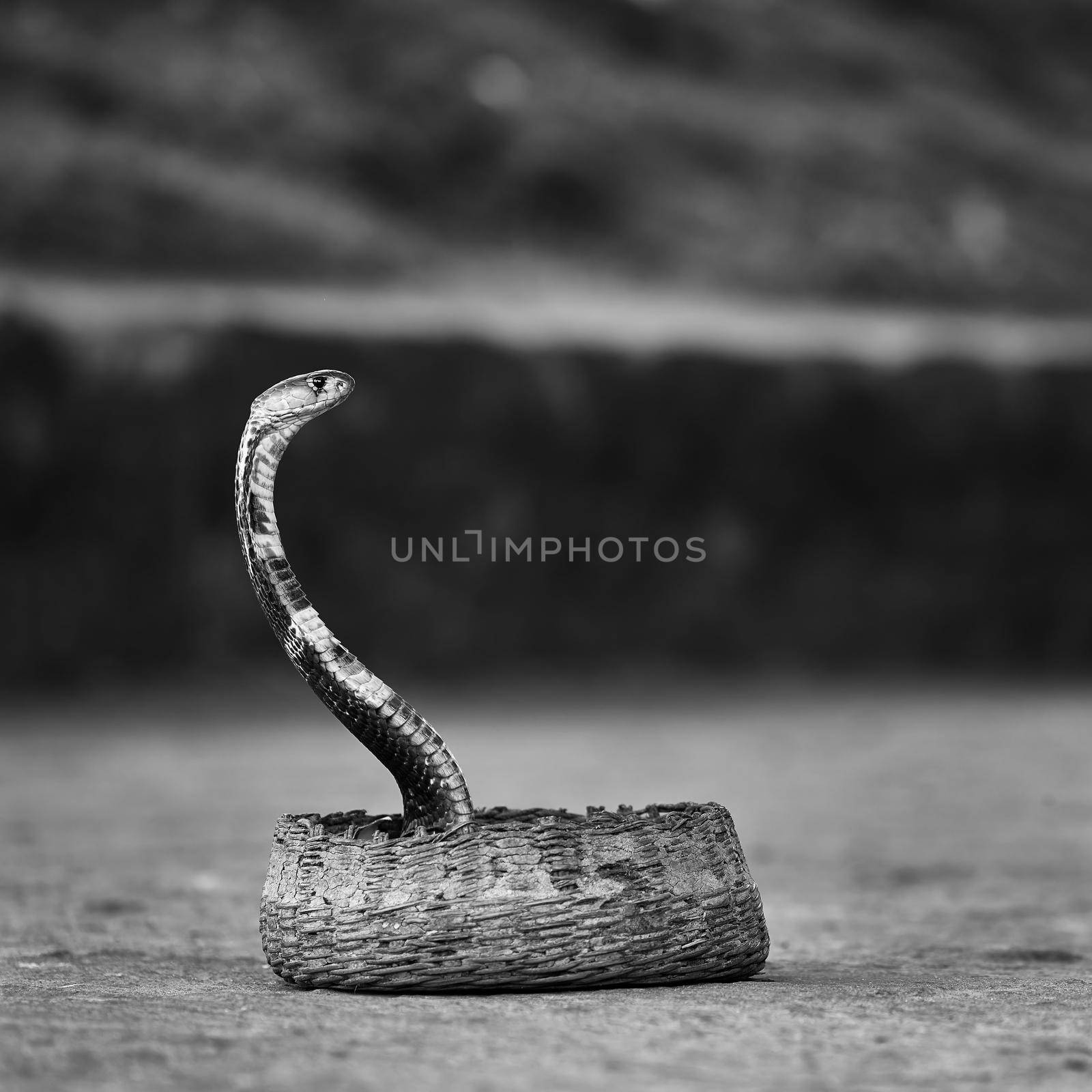 Indian spectacled Snake - Cobra, venomous Snake with its hood - lat. Naja naja. Snake charmer and cobra in a basket. Wild Life, Asian snakes.