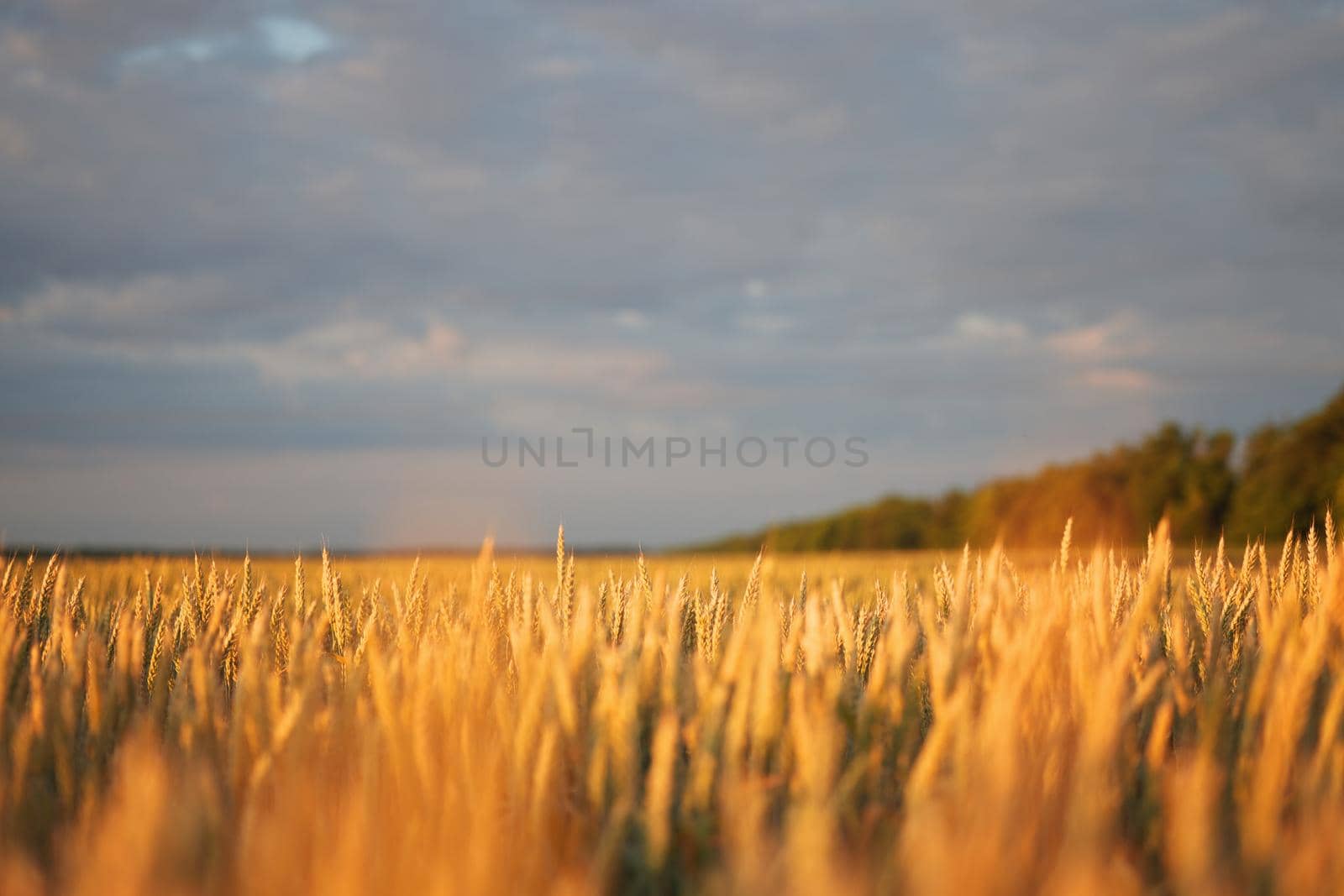 Wheat ears in the field, food background. Ears of wheat ripen in the field. Wheat field, agriculture, agricultural background. Ecological clean food, food safety.