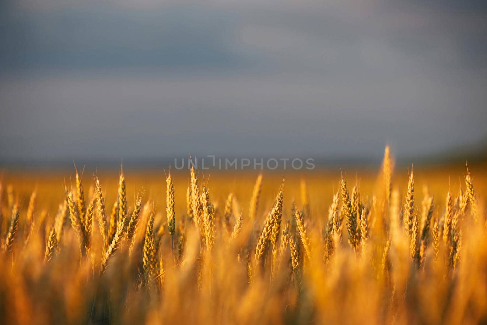 Wheat in the rays of dawn. Ears of wheat ripen in the field. Wheat field, agriculture, agricultural background. Ecological clean food, food safety. Green wheat fields.