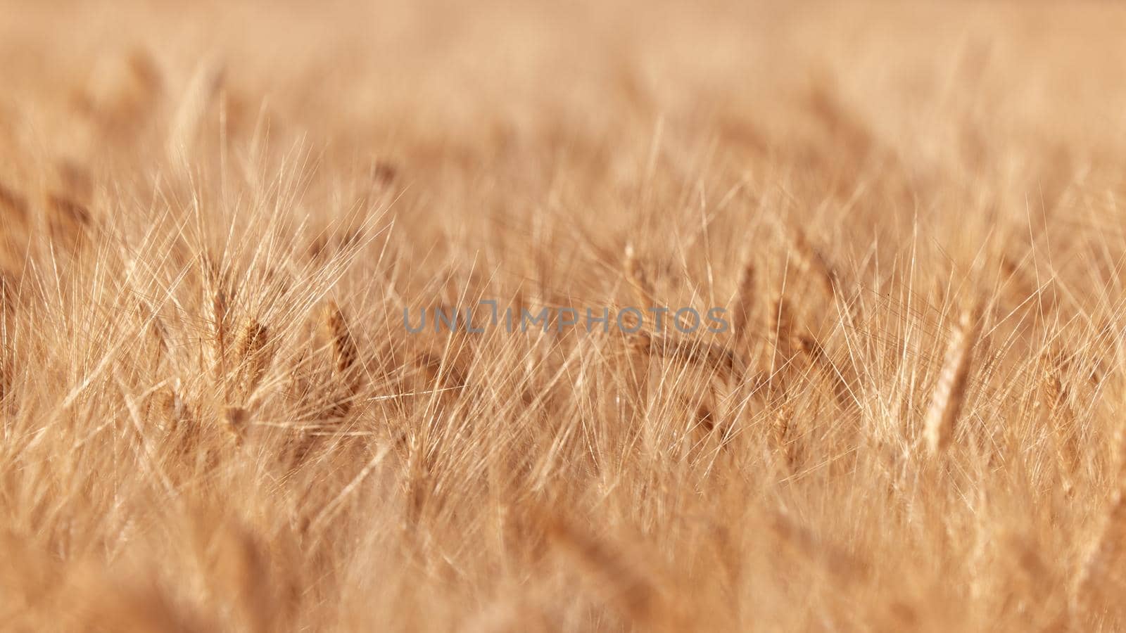 Wheat ears in the field, food background. Ears of wheat ripen in the field. Wheat field, agriculture, agricultural background. Ecological clean food, food safety.