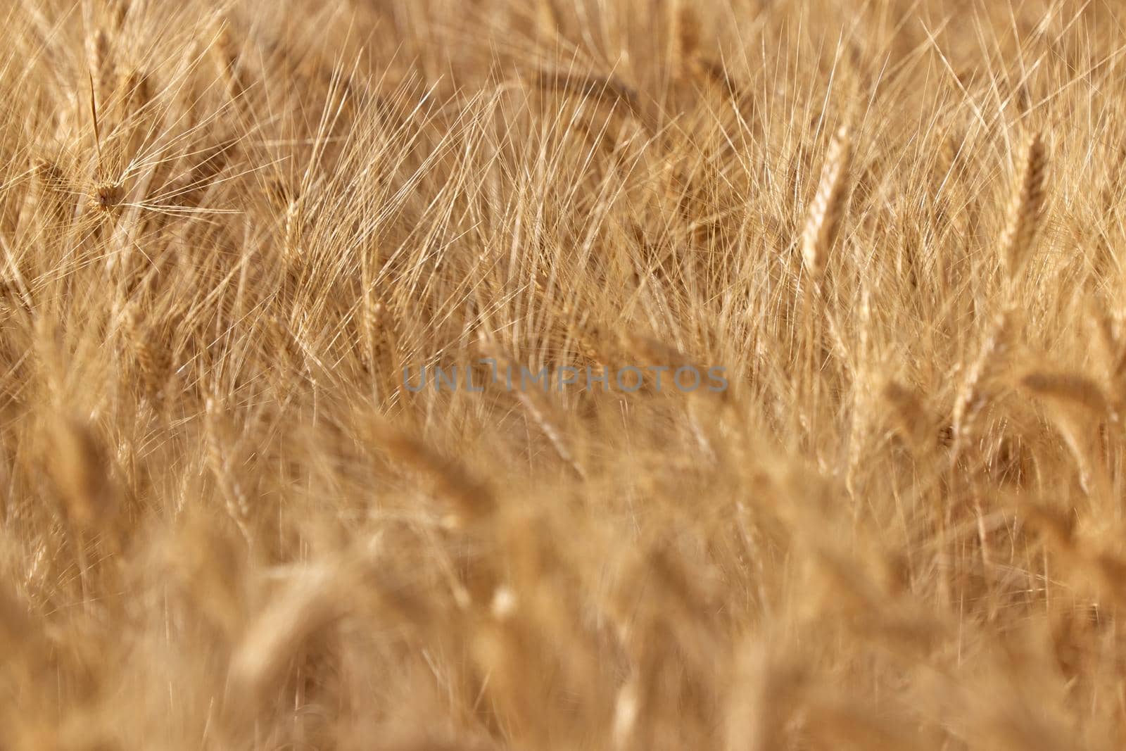 Wheat ears in the field, food background. Ears of wheat ripen in the field. Wheat field, agriculture, agricultural background. Ecological clean food, food safety.