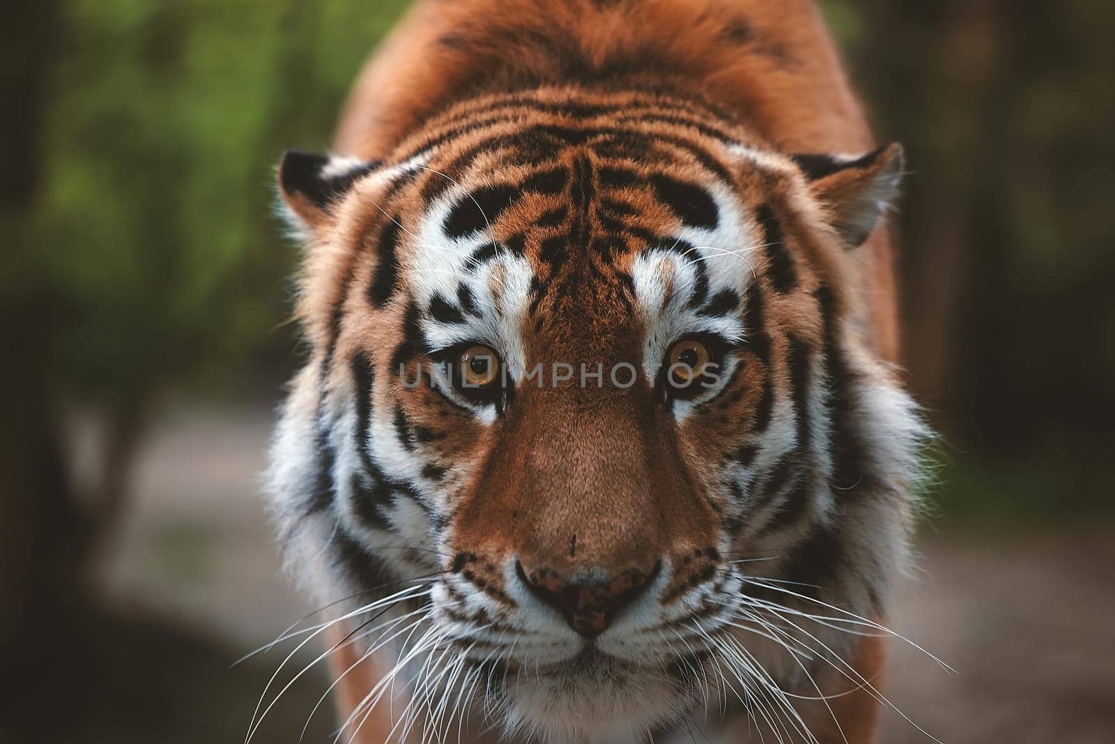 Portrait of a beautiful tiger. Big cat close-up. Tiger looks at you, portrait of a tiger. Portrait of a big cat.