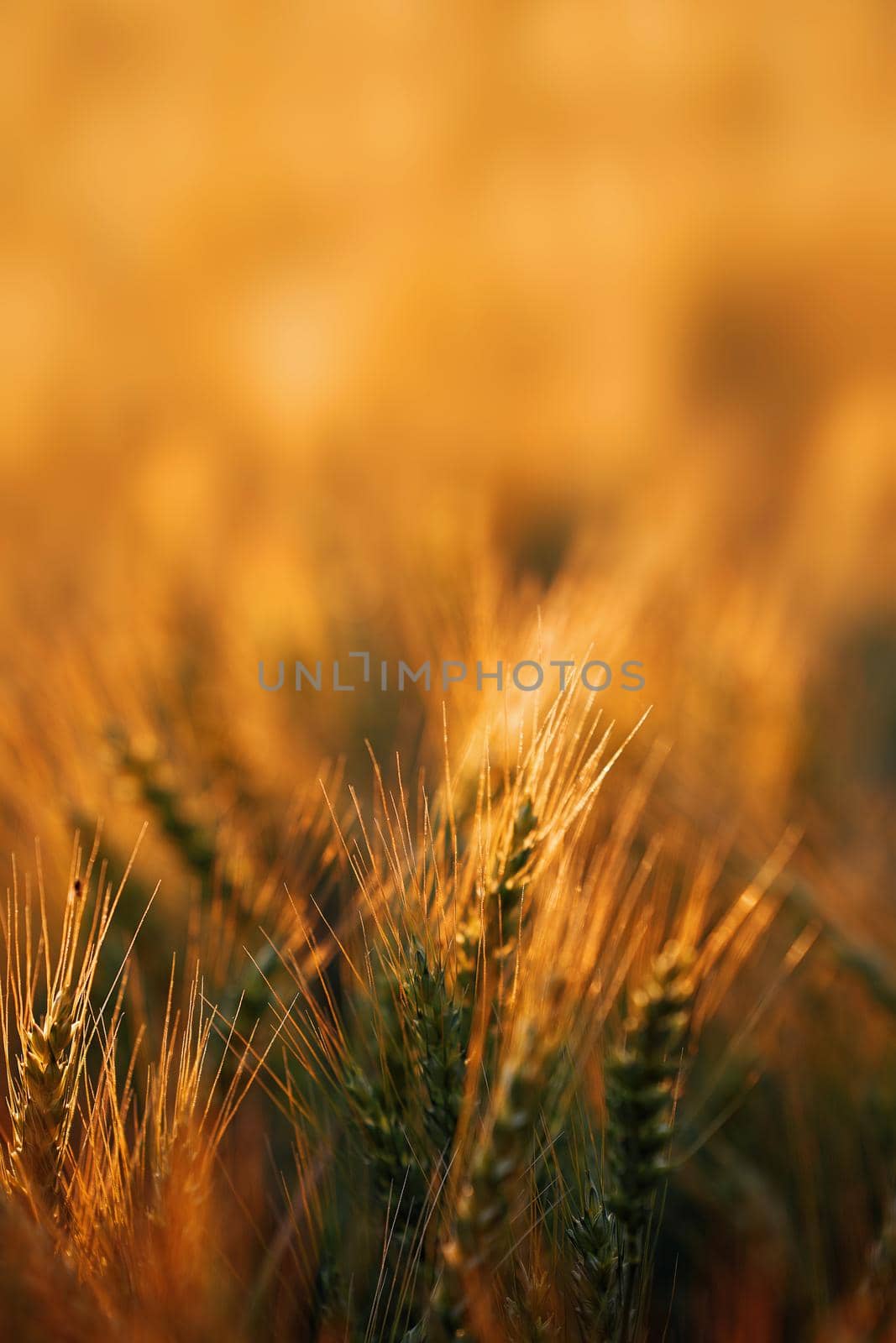 Wheat in the rays of dawn. Ears of wheat ripen in the field. Wheat field, agriculture, agricultural background. Ecological clean food, food safety. Green wheat fields.