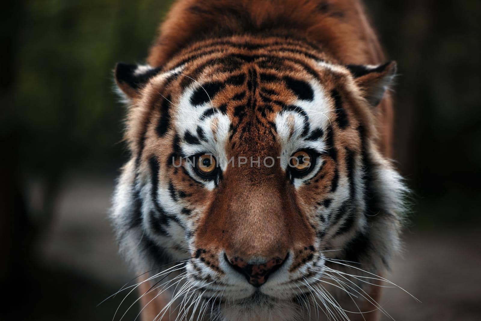 Portrait of a beautiful tiger. Big cat close-up. Tiger looks at you, portrait of a tiger. Portrait of a big cat.
