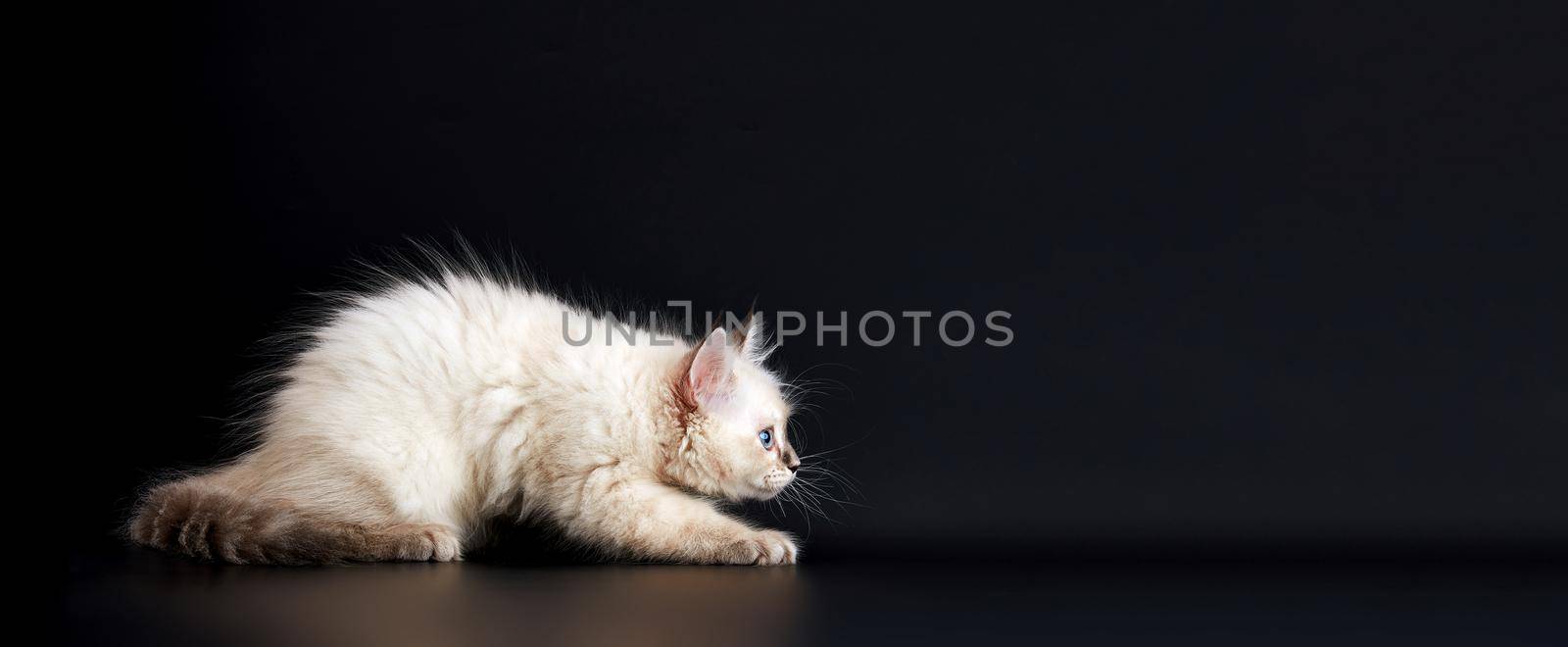 Funny Kitten with bright blue eyes on a black background. Small fluffy kitten of the Neva masquerade cat (subspecies of the Siberian cat).