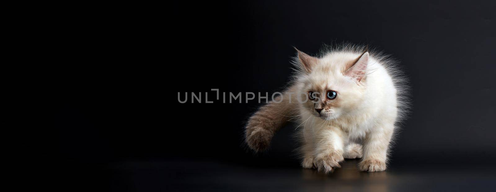 Such different babies - Three Funny kittens with bright blue eyes on a black background. Small fluffy kittens of the Neva masquerade cat (subspecies of the Siberian cat).