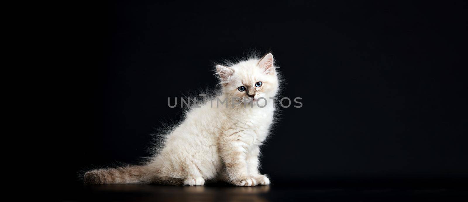 Funny Kitten with bright blue eyes on a black background. Small fluffy kitten by EvgeniyQW