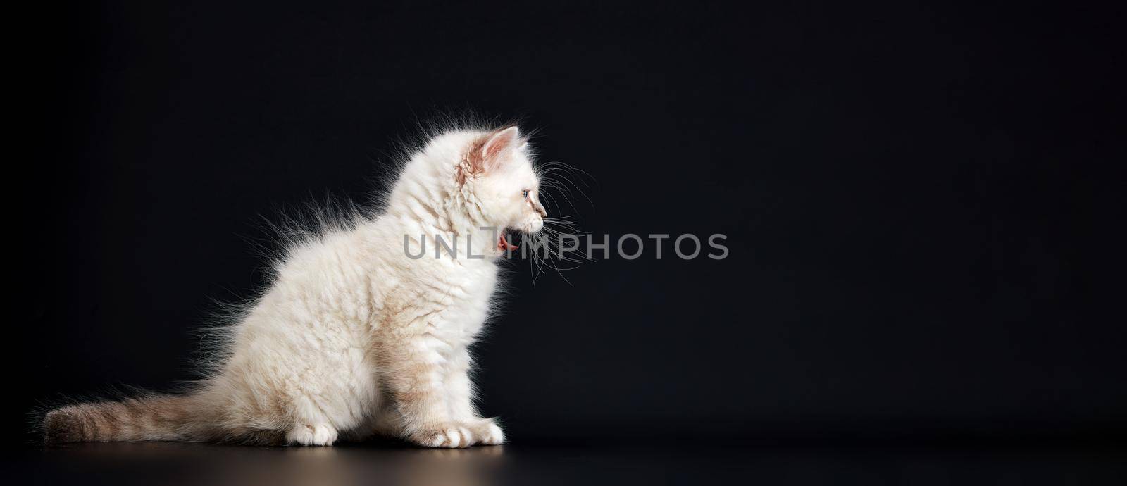 Funny Kitten with bright blue eyes on a black background. Small fluffy kitten of the Neva masquerade cat subspecies of the Siberian cat by EvgeniyQW