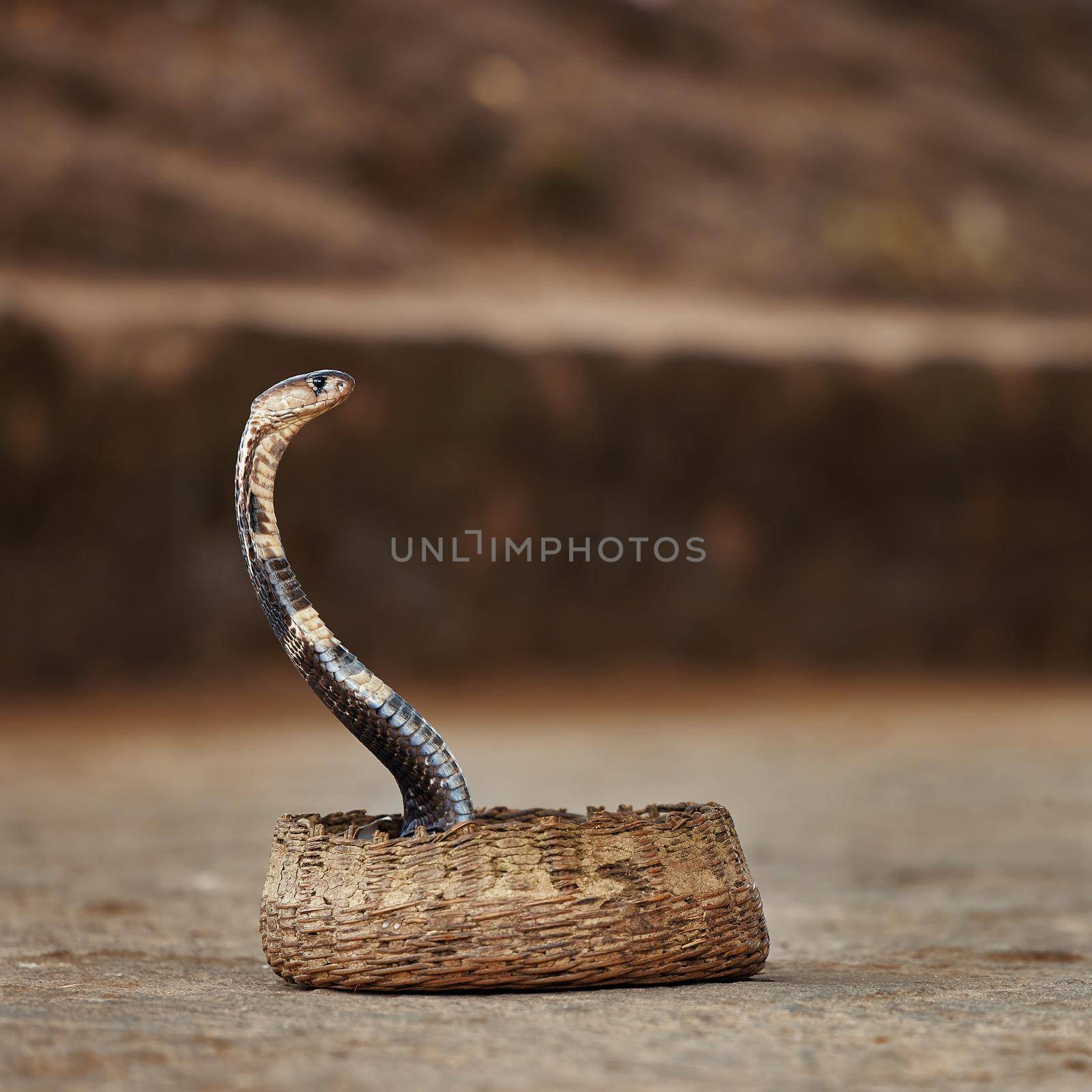 Indian spectacled Snake - Cobra, venomous Snake with its hood - lat. Naja naja. Snake charmer and cobra in a basket. Wild Life, Asian snakes.