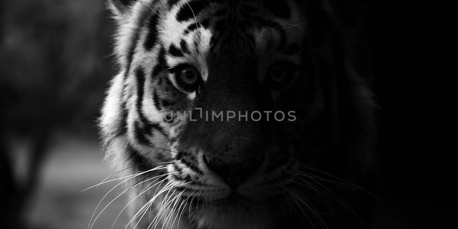 Portrait of a beautiful tiger. Big cat close-up. Tiger looks at you, portrait of a tiger. Portrait of a big cat.