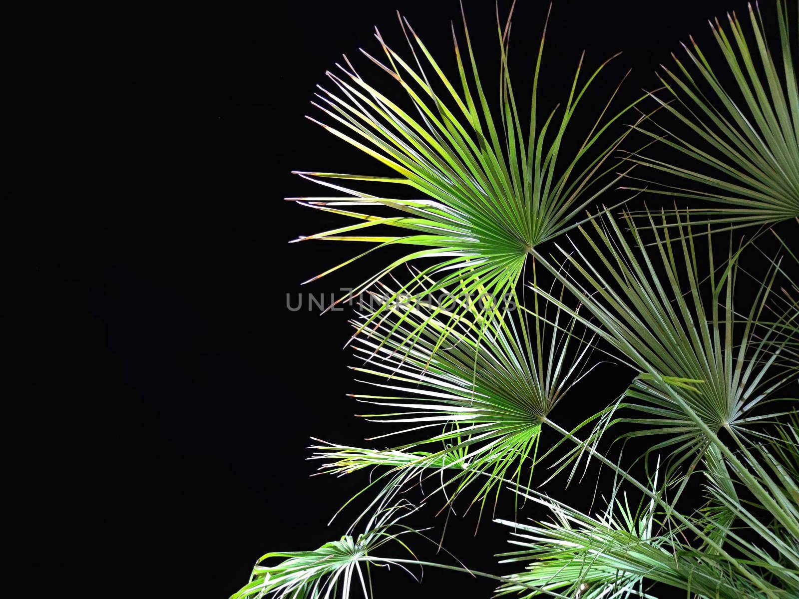 washingtonia palm leaves on black background, copy space.