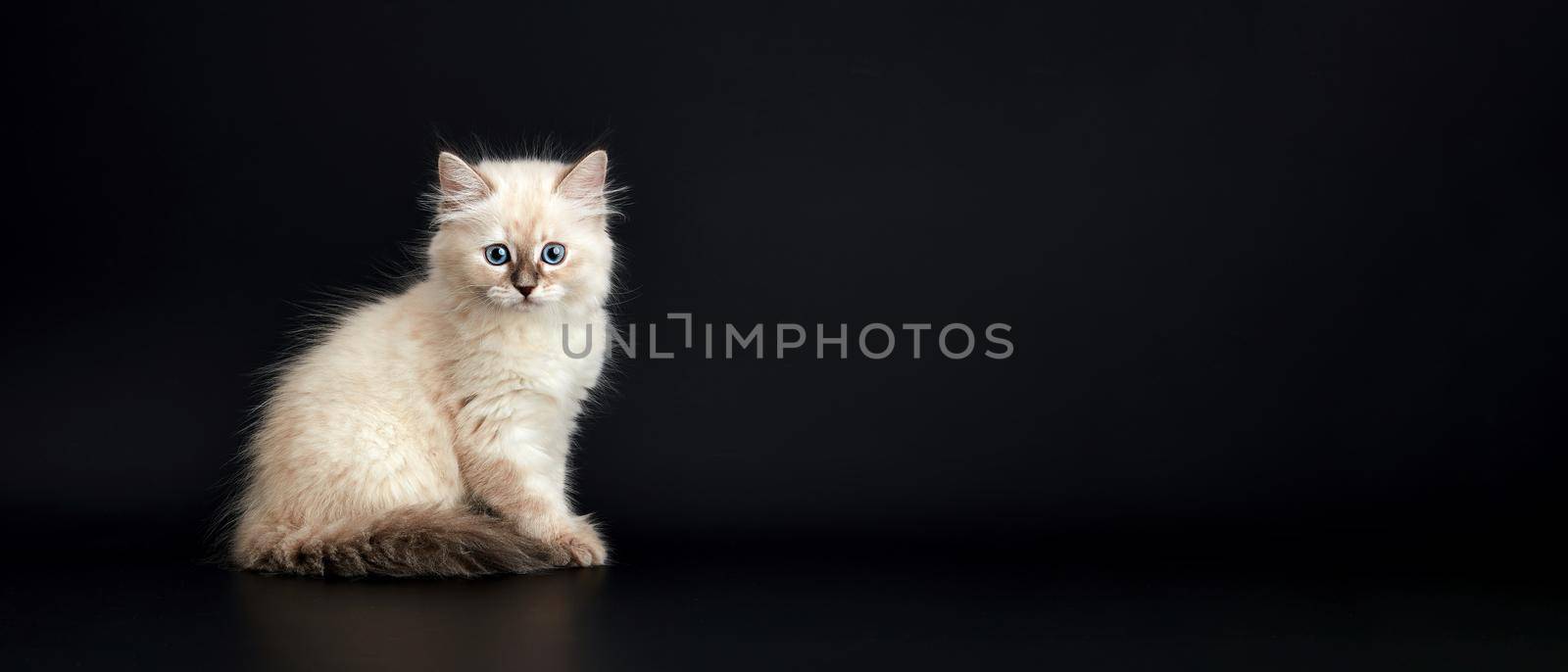 Funny Kitten with bright blue eyes on a black background. Small fluffy kitten of the Neva masquerade cat (subspecies of the Siberian cat)