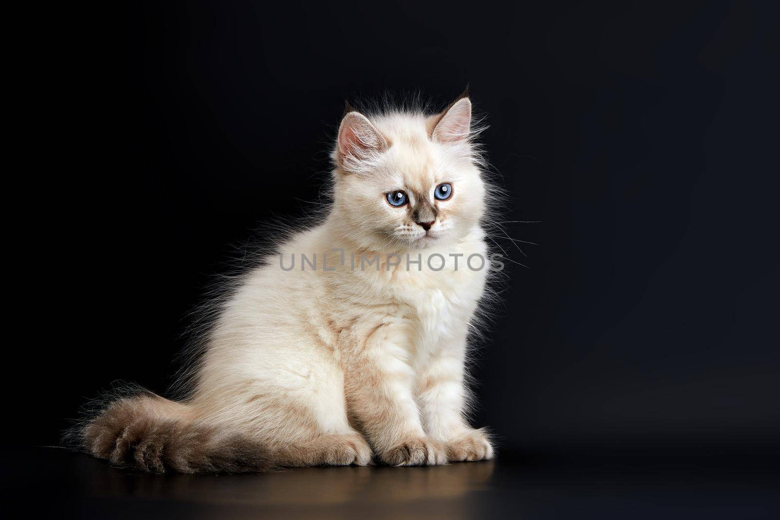 Funny Kitten with bright blue eyes on a black background. Small fluffy kitten of the Neva masquerade cat (subspecies of the Siberian cat)