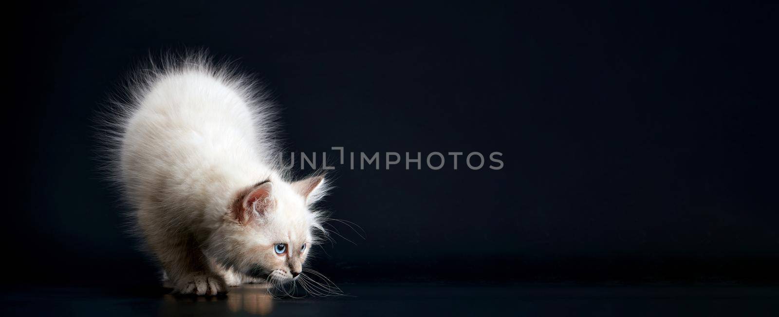 Funny Kitten with bright blue eyes on a black background. Small fluffy kitten by EvgeniyQW