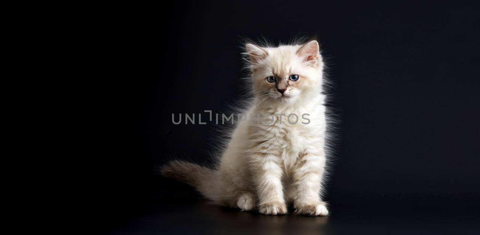 Funny Kitten with bright blue eyes on a black background. Small fluffy kitten of the Neva masquerade cat, subspecies of the Siberian cat.