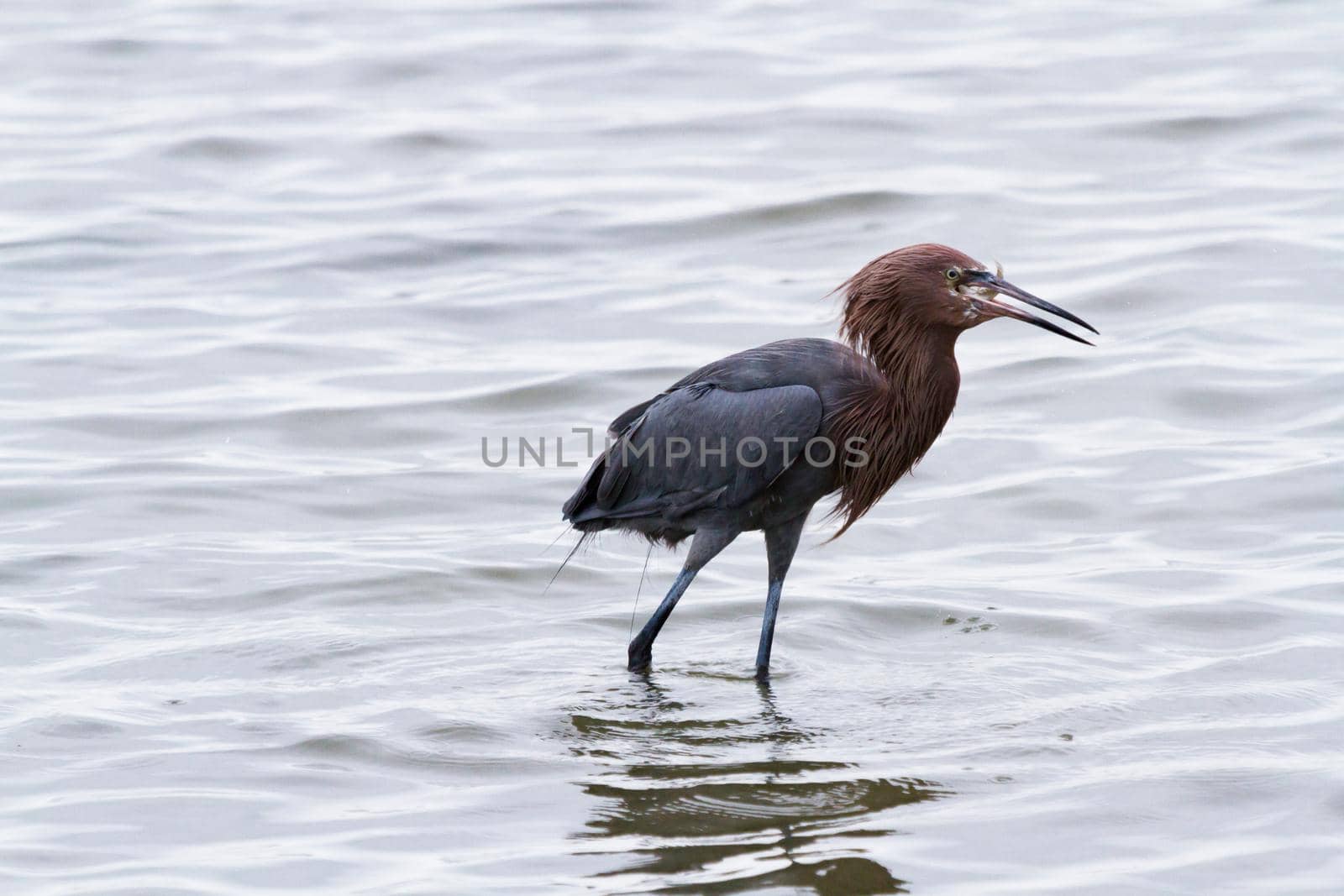 Raddish heron in native habitat on South Padre Island, TX.