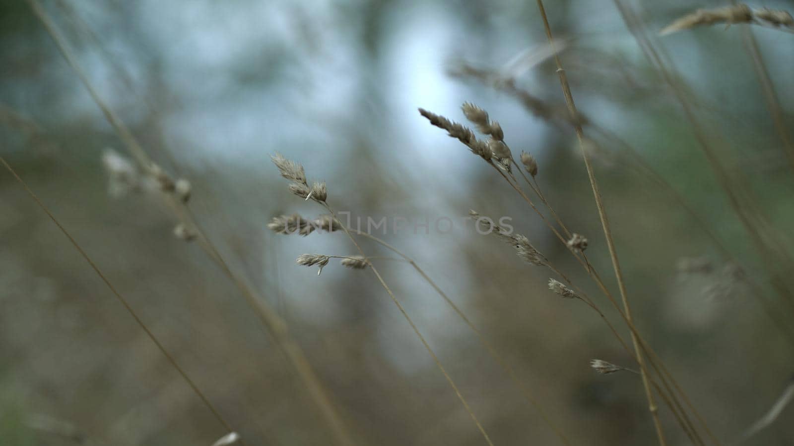 Many dry wild ears swa the wind next to the lake. Nature background.