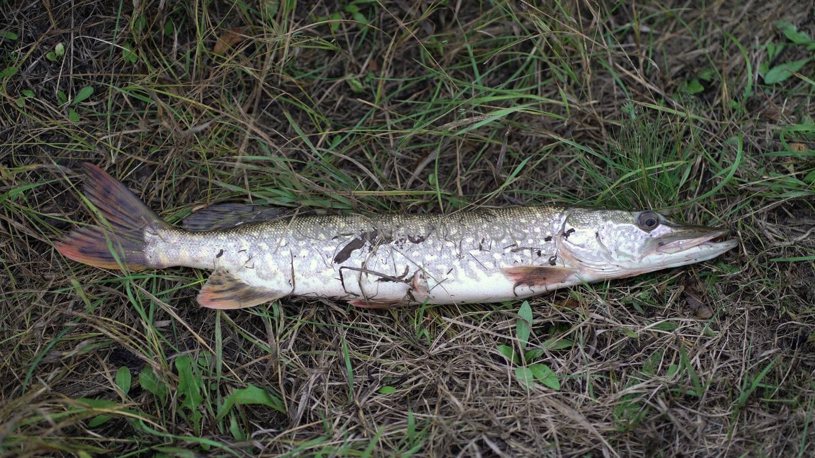 Live pike caught by the fisherman lies on the grass by Petrokill