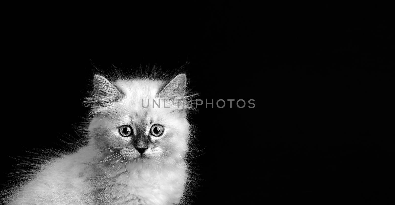 Funny Kitten on a black background, black and white portret. Small fluffy kitten of the Neva masquerade cat (subspecies of the Siberian cat)