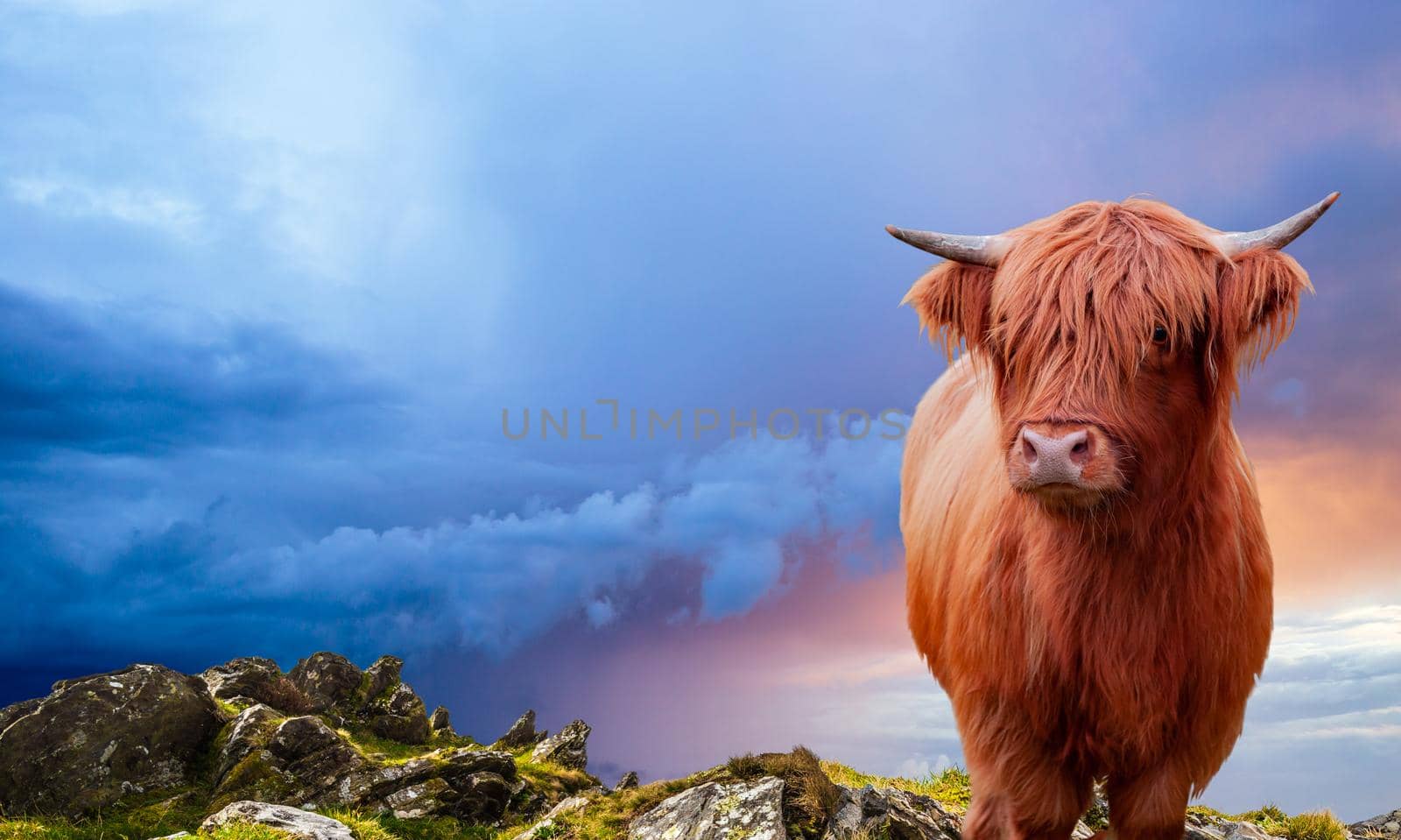 Portrait of a Scottish Highland cow over a burning sky by Tilo