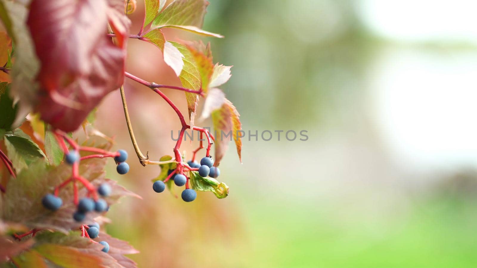 Wild grapes with fruits in color are swaying in the wind on the fence. Bright autumn colors background by Petrokill