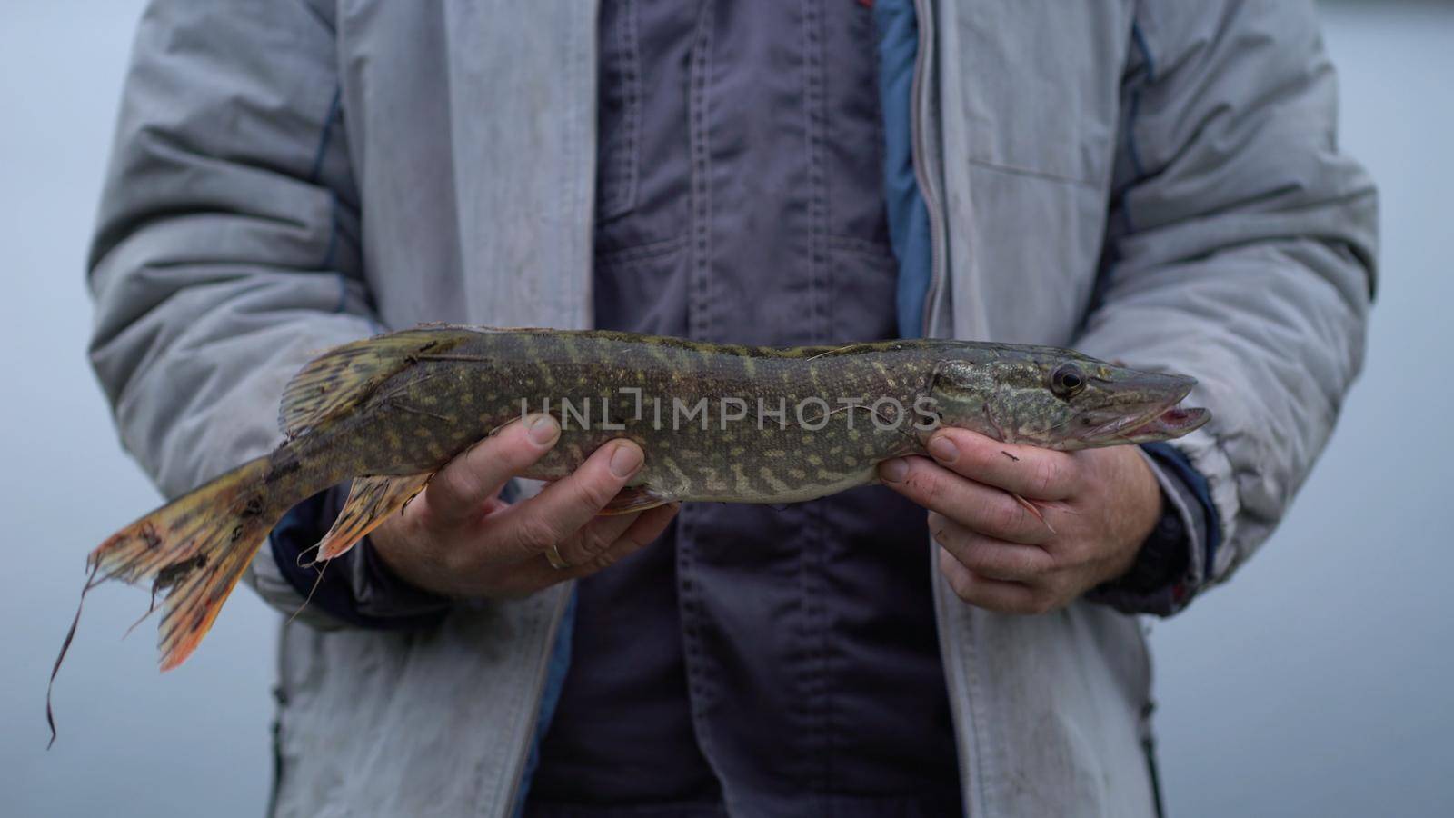 A fisherman on autumn fishing caught a pike holds a predatory fish in his hands and demonstrates to the camera by Petrokill