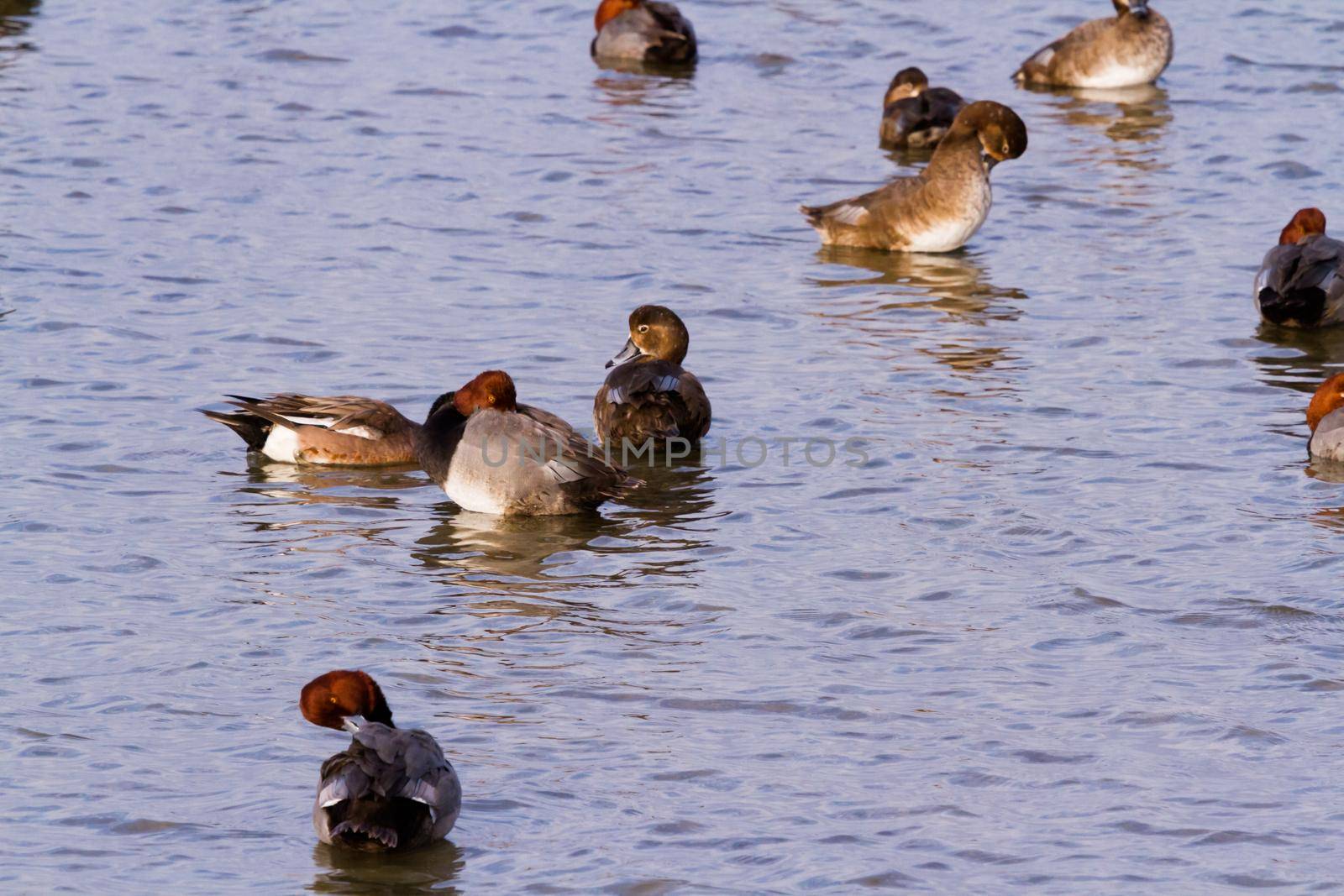 Redhead ducks in natural habitat on South Padre Island, TX.