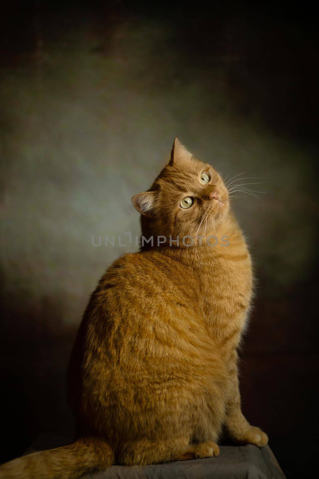 red fluffy cat - fashion model sits on a chair and poses in front of the camera patiently waiting for the end of the photo shoot and possibly rewards for it on a dark background by Costin