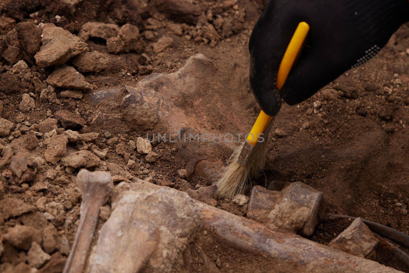 A firing pit. War crime scene. Site of a mass shooting of people. Human remains (bones of skeleton, skulls). Real human remains of victims of the Nazis. 28.08.2021, Rostov region, Russia.