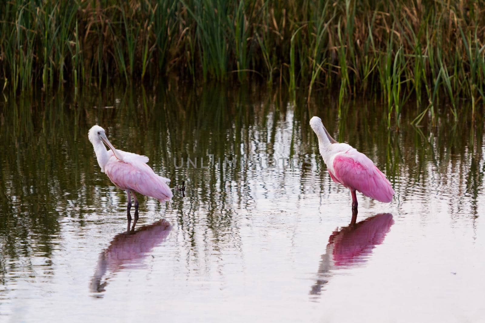 Roseate spoonhill in natural habitat on South Padre Island, TX.