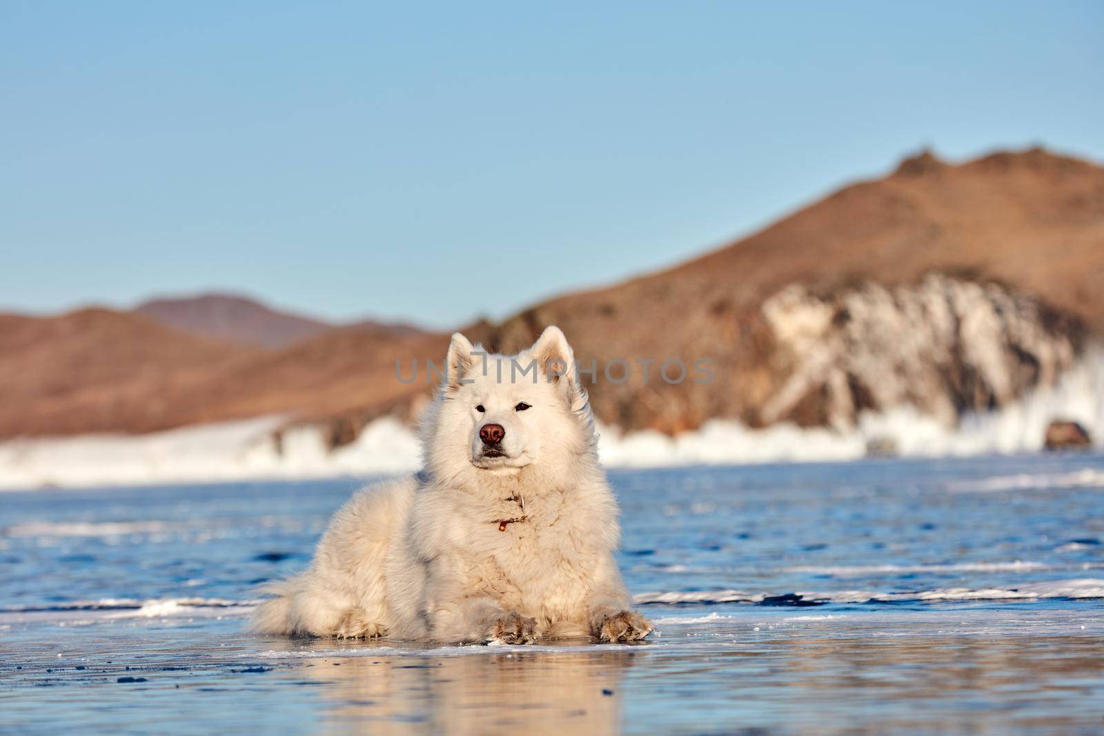 Samoyed white fluffy dog on ice. Very fluffy well-groomed Samoyed dog sitting on a frozen lake in winter. Lake Baikal