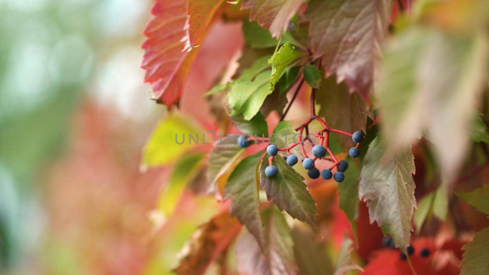 Bright juicy colors of autumn wild grapes. Wild grapes are blown by the wind. Autumn in color by Petrokill