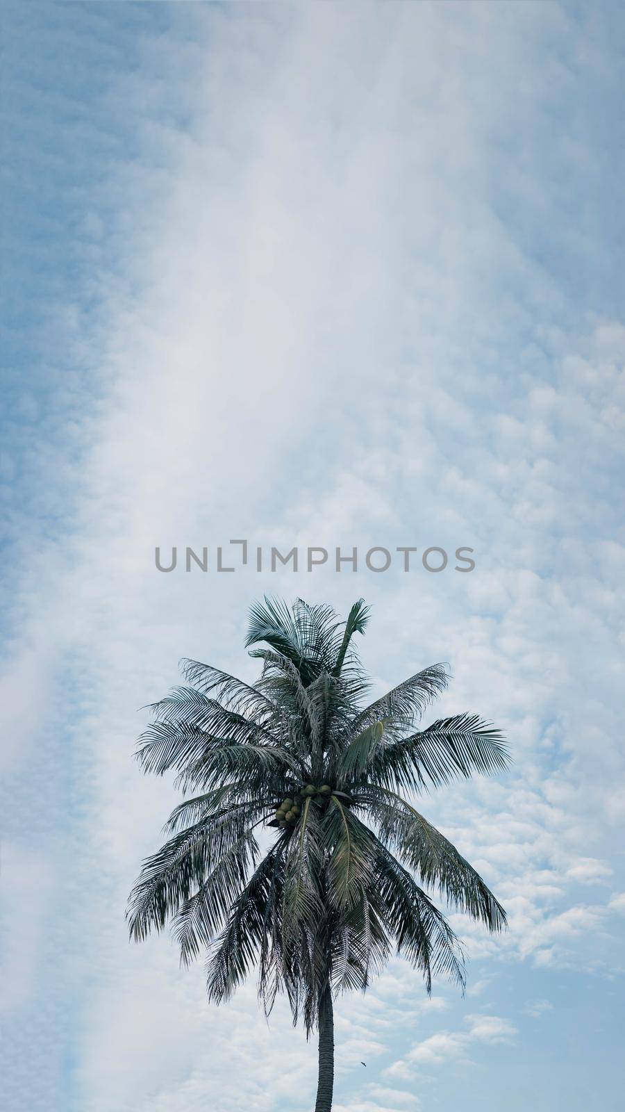 VERTICAL tropical coconut green palm tree sky white clouds background summer day air Spindrift cloud.
