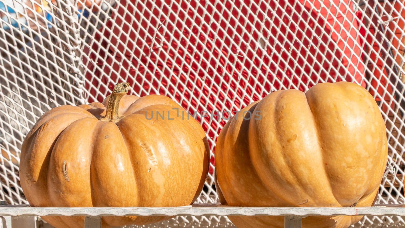 Two round embossed pumpkin on a stand, autumn vegetables. High quality photo