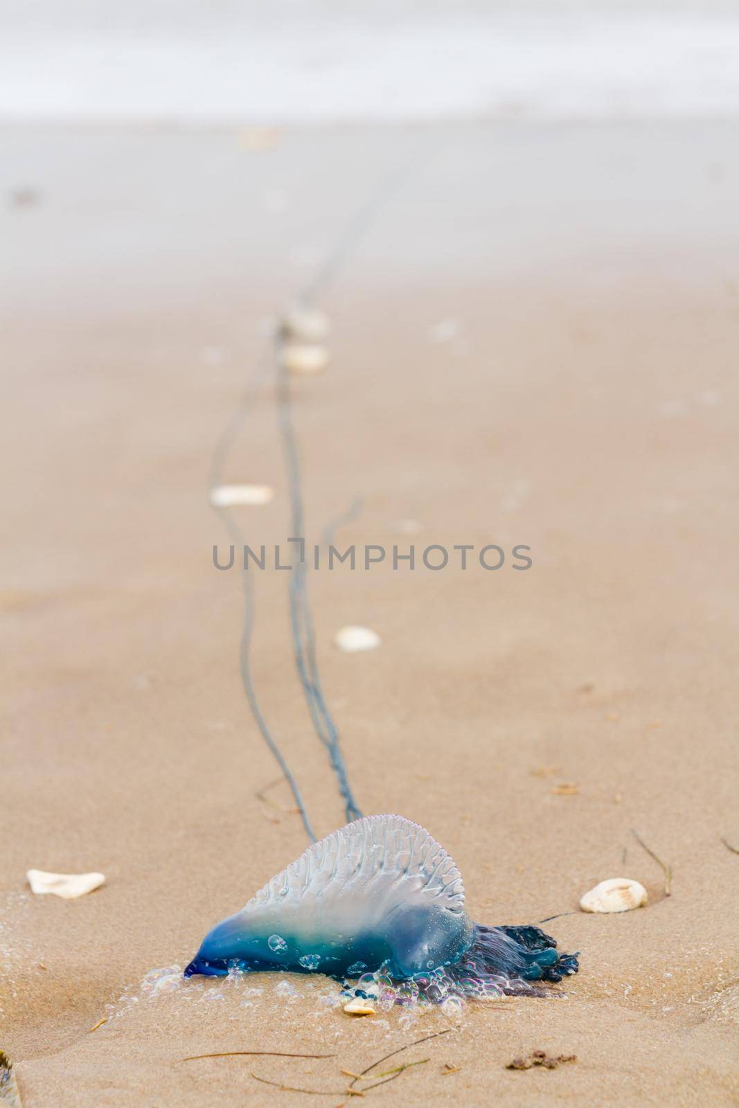 Portuguese Man O War Jellyfish on the beach of South padre, TX.