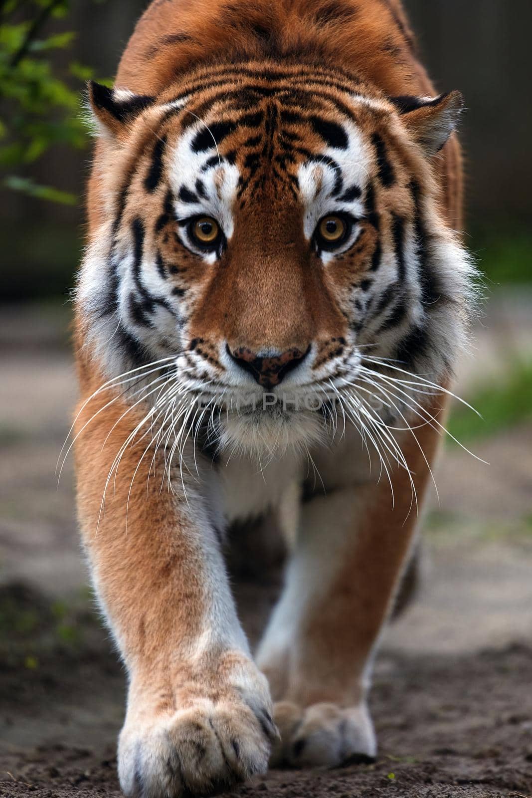 Portrait of a beautiful tiger. Big cat close-up. Tiger looks at you, portrait of a tiger. Portrait of a big cat by EvgeniyQW