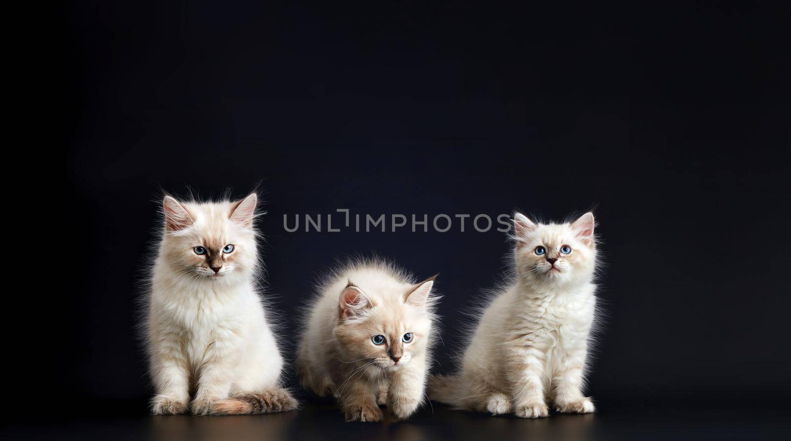 Such different babies - Three Funny kittens with bright blue eyes on a black background. Small fluffy kittens of the Neva masquerade cat (subspecies of the Siberian cat).