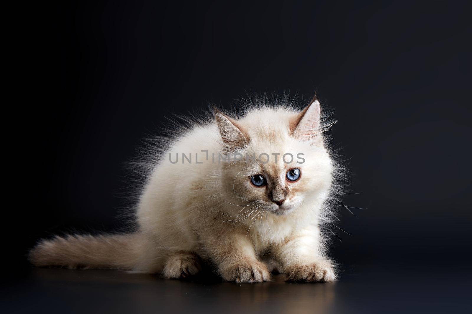 Funny Kitten with bright blue eyes on a black background. Small fluffy kitten of the Neva masquerade cat (subspecies of the Siberian cat)