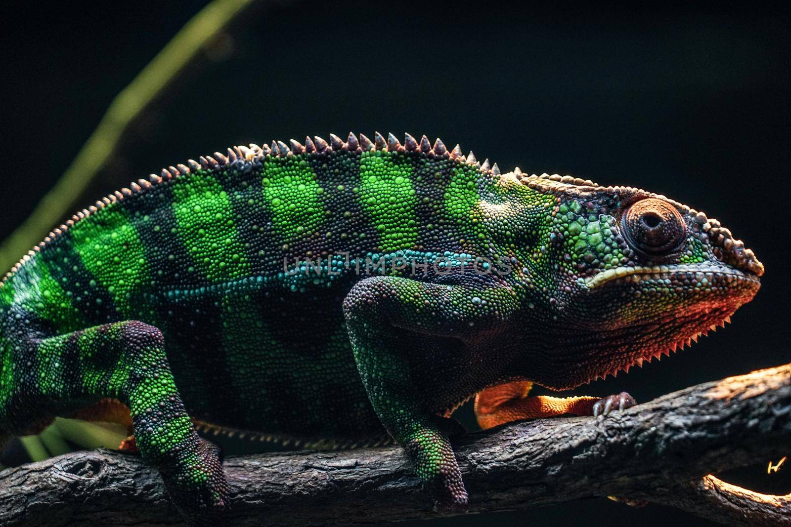 Chichu Kai Cameleon Langled in the Jungle. Shooting Location: Singapore