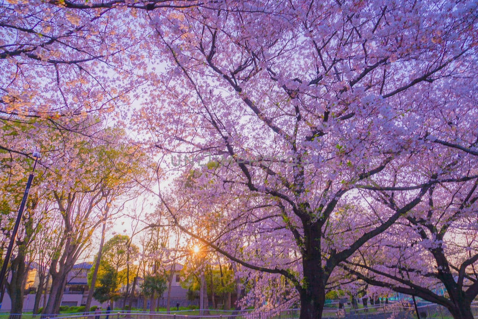 Yoshimuraji Green Area Park Cherry Blossoms and Sunset Scenery. Shooting Location: Tokyo metropolitan area