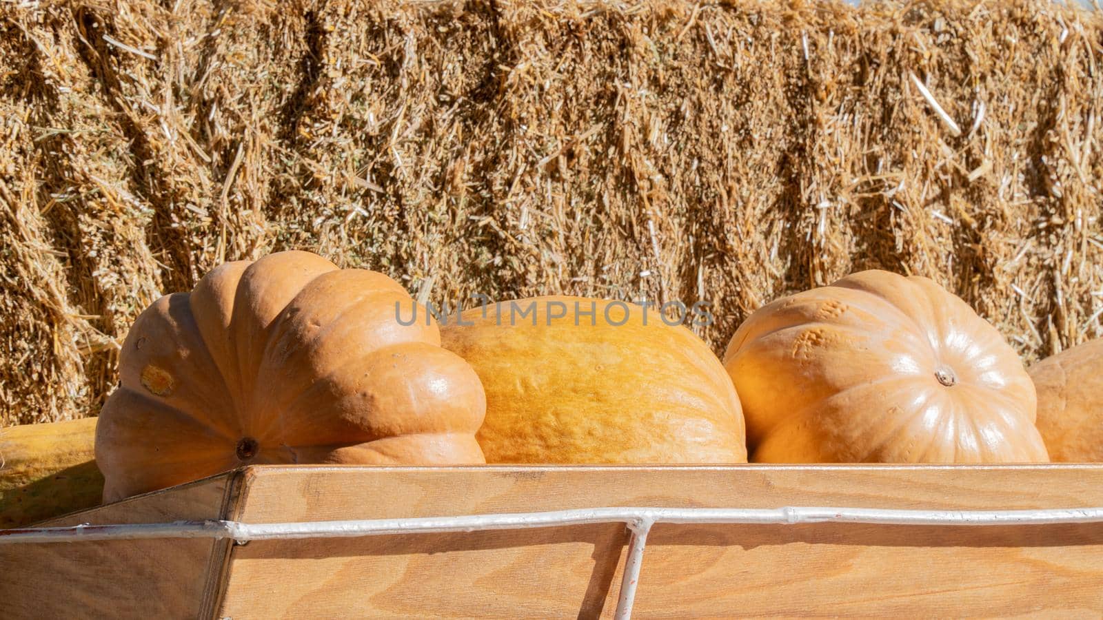 Pumpkin in a wooden box against a background of straw hay. High quality photo