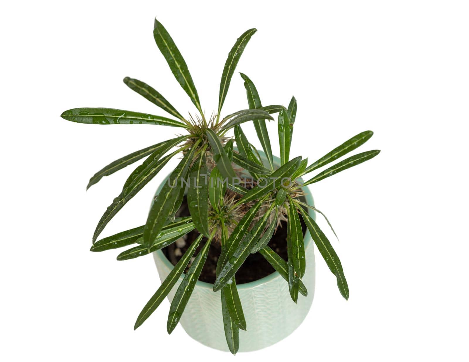 Pachypodium three head palm tree in a decorative ceramic pot on white isolated background