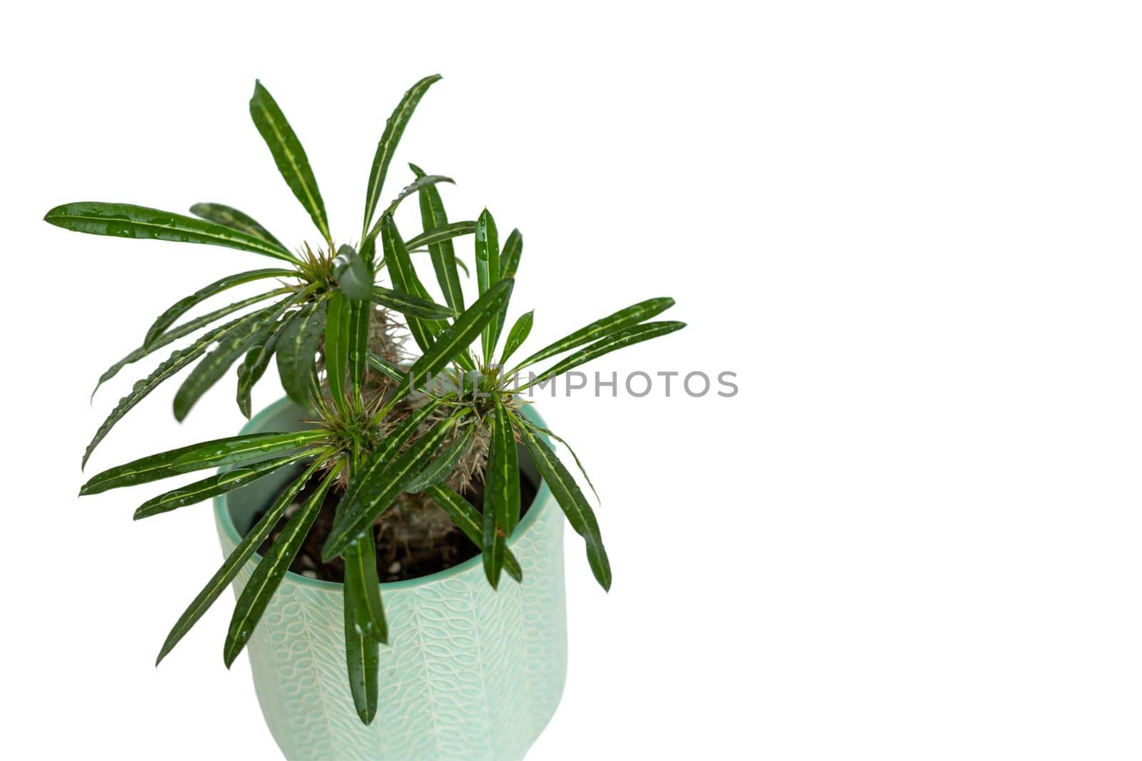 Pachypodium madagascar palm high angle view on a white isolated background