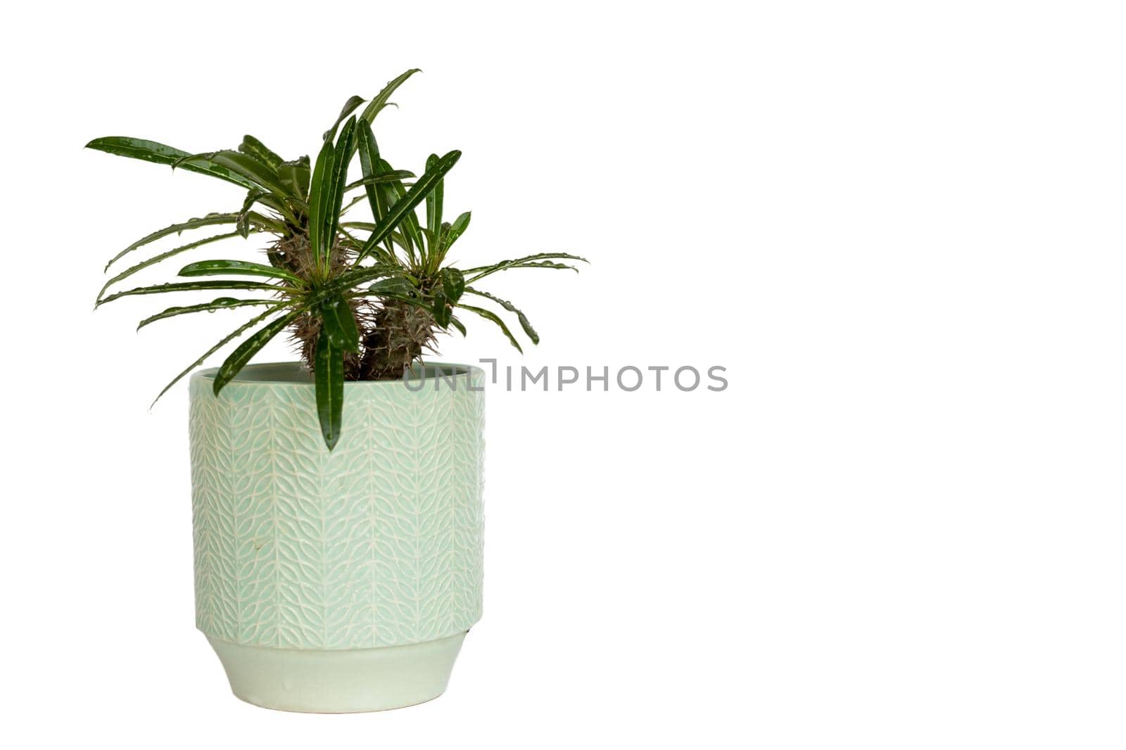 Pachypodium madagascar bushy plant in a decorative ceramic pot