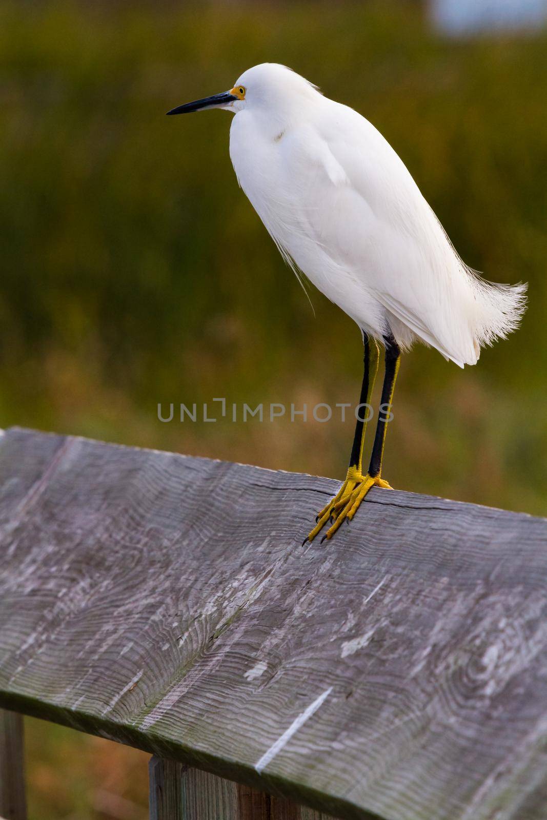 Snowy egret by arinahabich