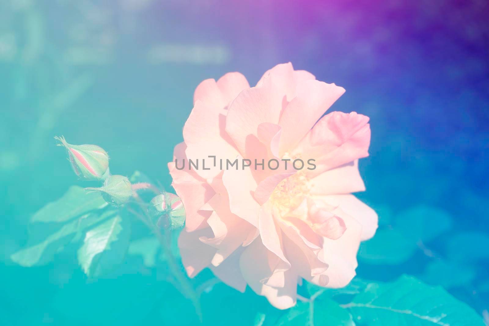 delicate pink rose flower in a blue glow by Vvicca