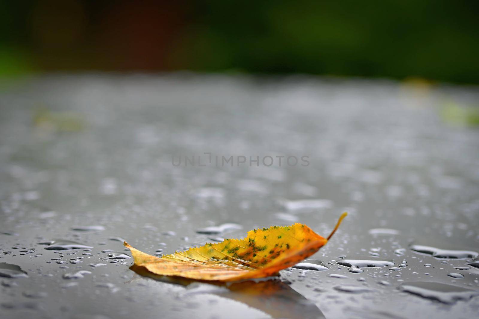 Autumn background. Beautiful colorful leaves from a tree. Fall time in the nature. Water drops - concept for rainy season. by Montypeter