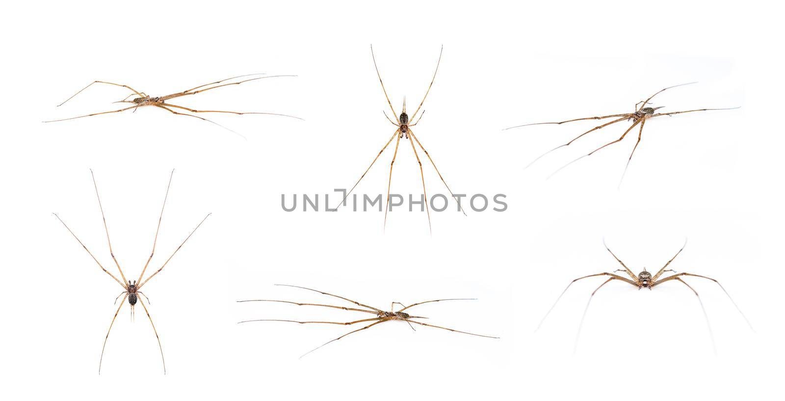 Group of two tailed Spider(Hersilia sp.) isolated on white background. Animal. Insect.