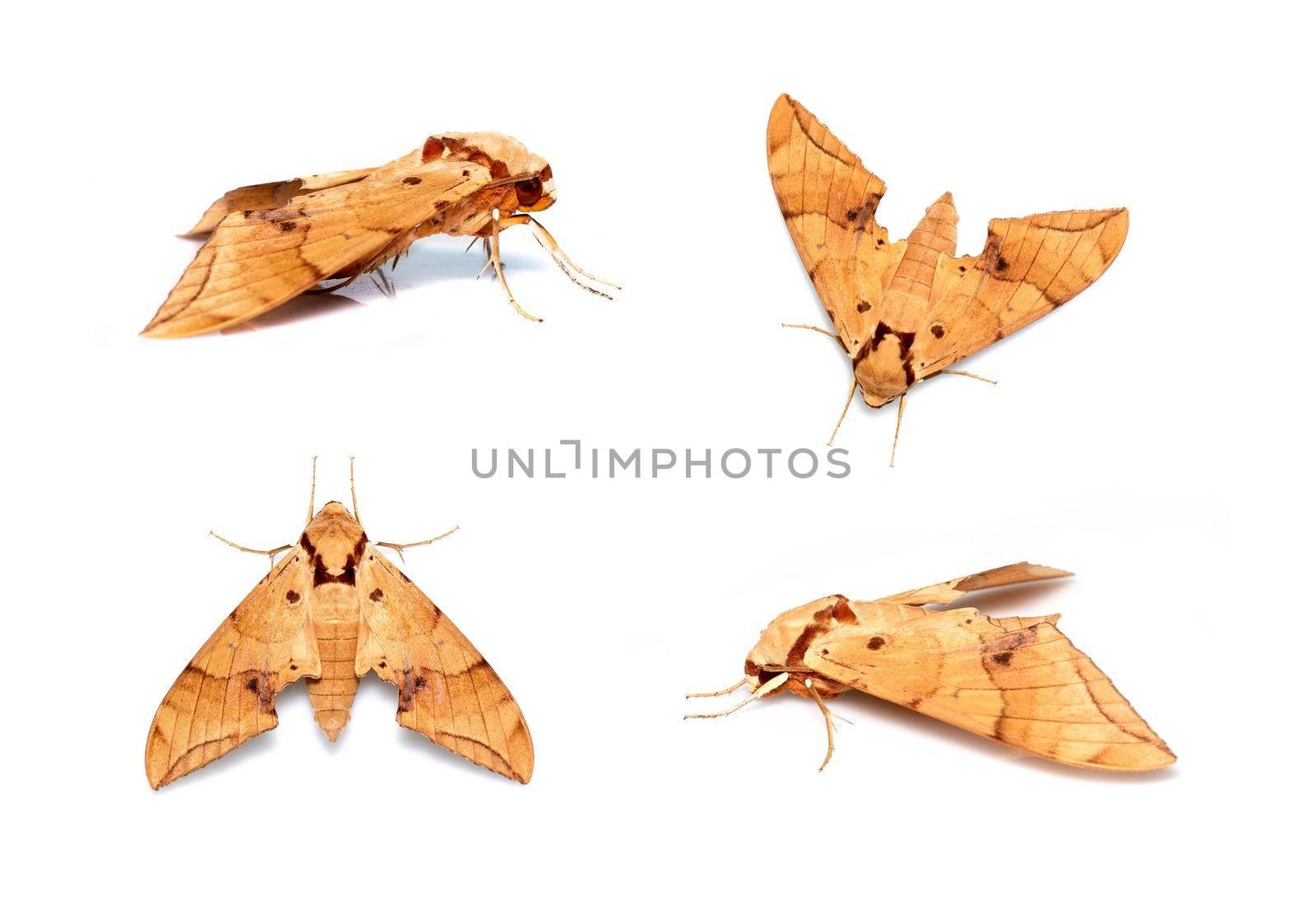 Group of brown moth (Ambulyx Iiturata) isolated on white background. Butterfly. Animal. Insect.